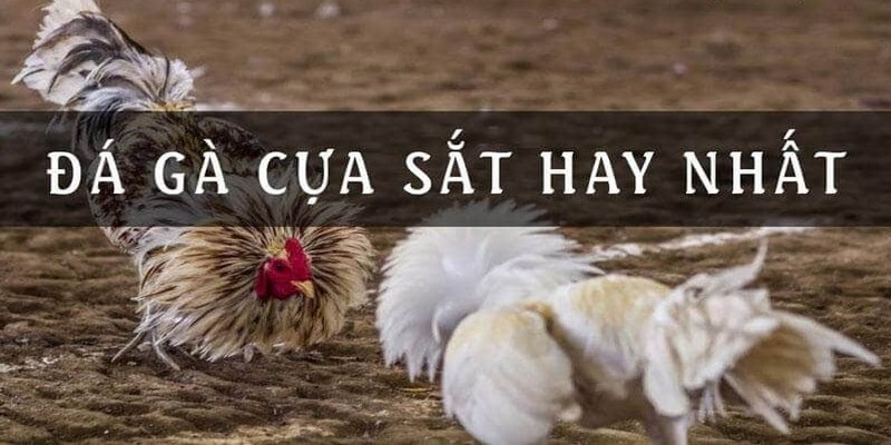 Bí quyết chơi đá gà cựa sắt luôn thắng từ cao thủ