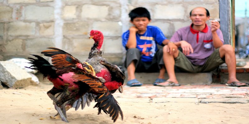 Luật chơi đá gà tre tân binh cần nắm